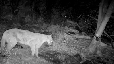 With static harvests, Utah sticks to new status quo for cougar hunting, but advocates express concerns